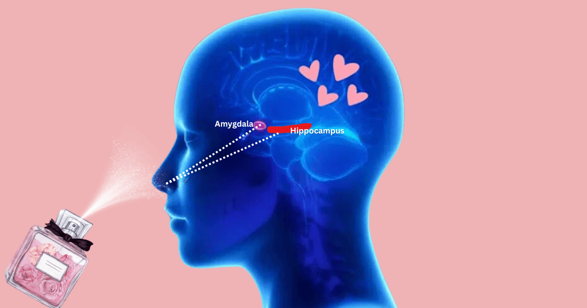 The amygdala is responsible for emotions, and the hippocampus for memory 